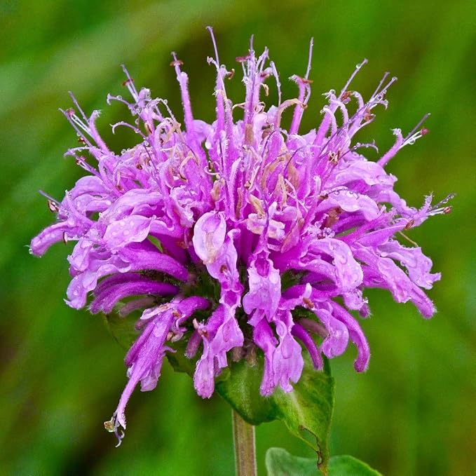 Wild Bergamot Mentha seeds for aromatic herb gardens