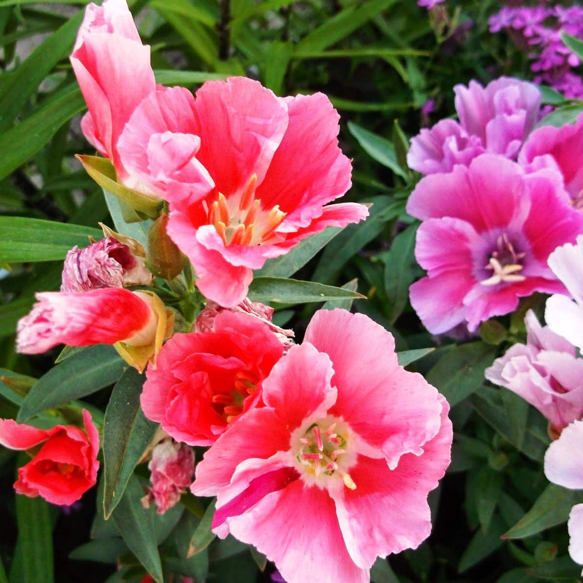 Godetia Clarkia amoena Farewell to Spring seeds for planting in flower bed