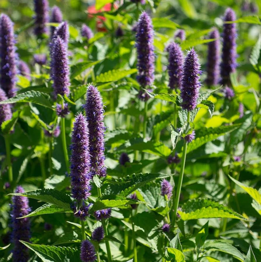 Agastache Rugosa Flower seeds for Planting - Compact Growth, Heirloom & GMO Free Seeds for Home Garden