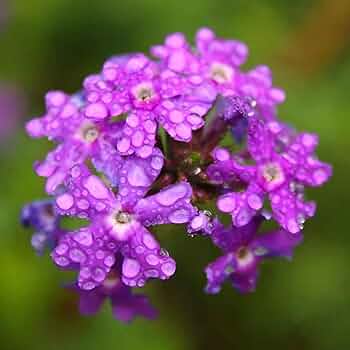 Hastata Flower seeds for Planting - Shade Tolerant, Heirloom & GMO Free Seeds for Home Garden