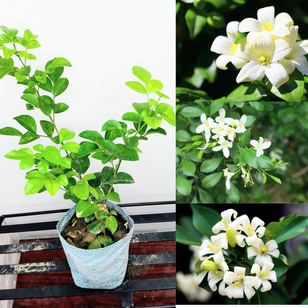 Orange Jasmine Murraya paniculata for planting in flower bed