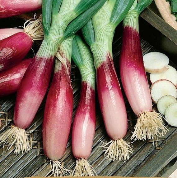 Welsh Onion Vegetable Allium fistulosum Seeds for Planting in Vegetable Patch