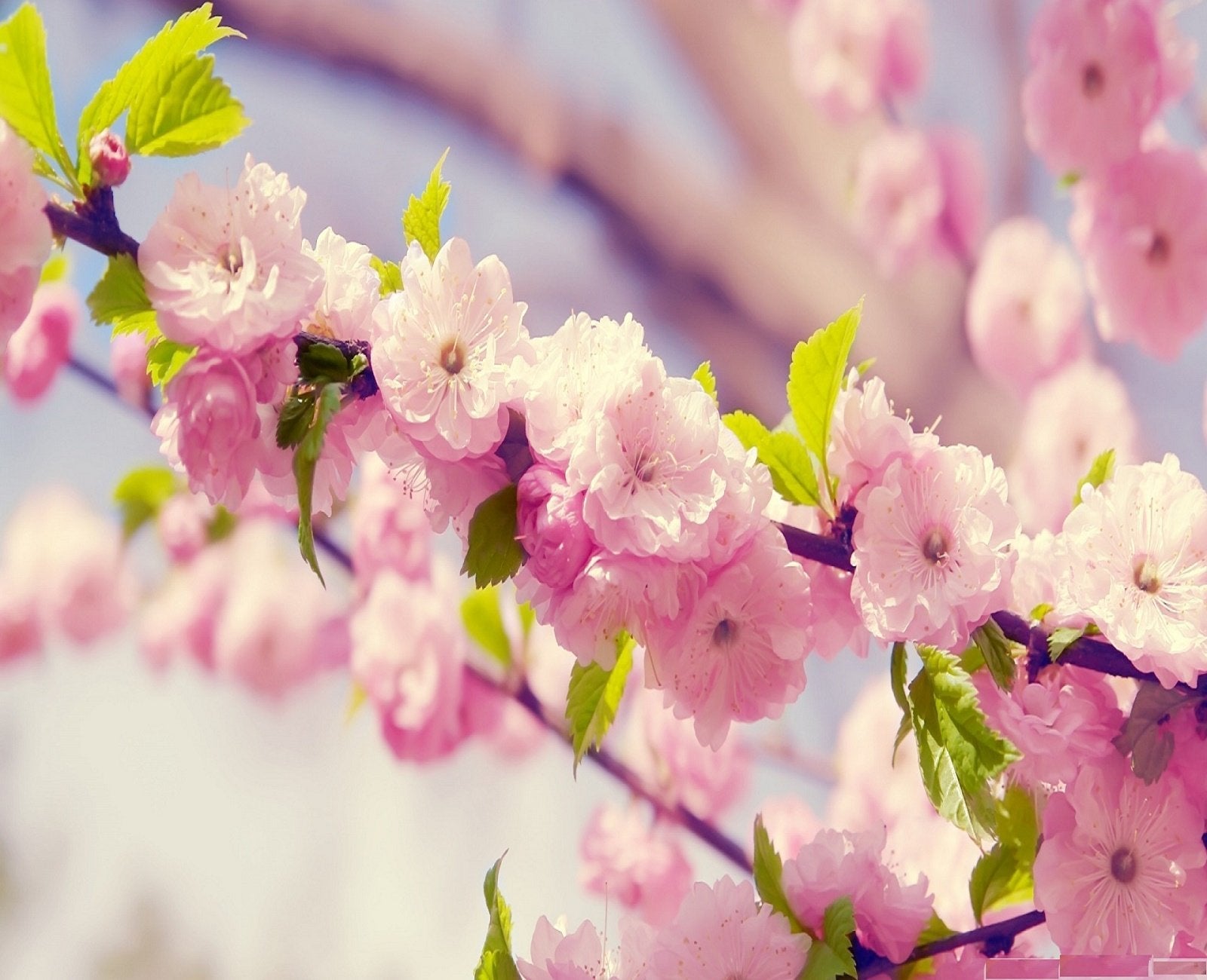 Japanese Sakura Prunus serrulata Seeds for Planting - Perfect for Home Garden & Flower Bed