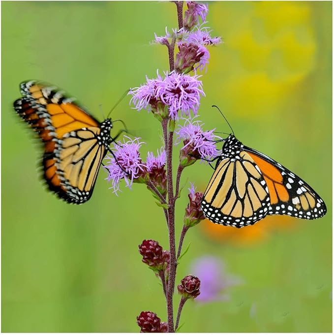 Meadow Blazing Star Liatris ligulistylis Seeds for Planting in Flower Bed & Garden