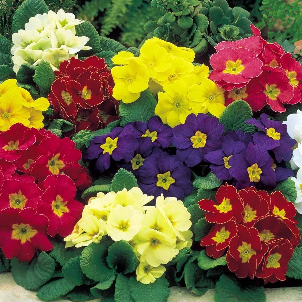 Mini Europe Primrose Primula vulgaris Seeds for Planting - Great for Flower Bed & Urban Garden