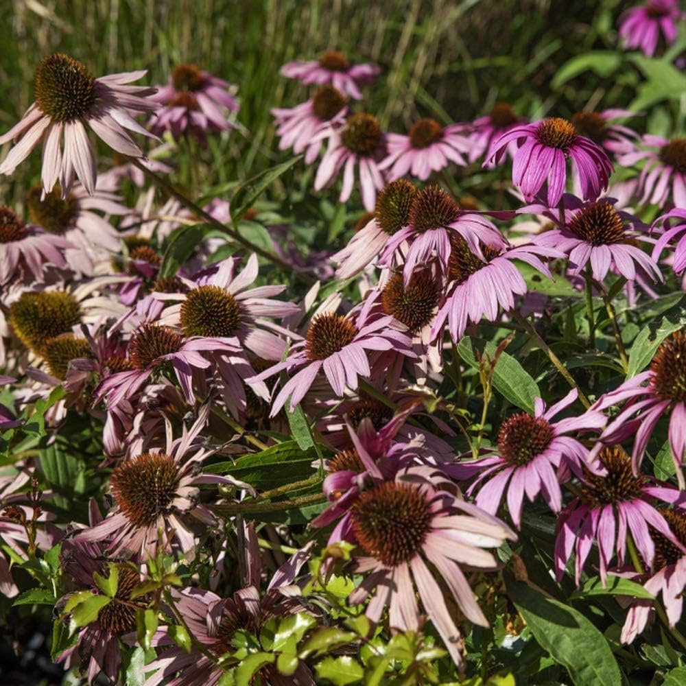 Gum Drop Coneflower Seeds Echinacea purpurea for Planting in Pollinator Garden and Flower Border
