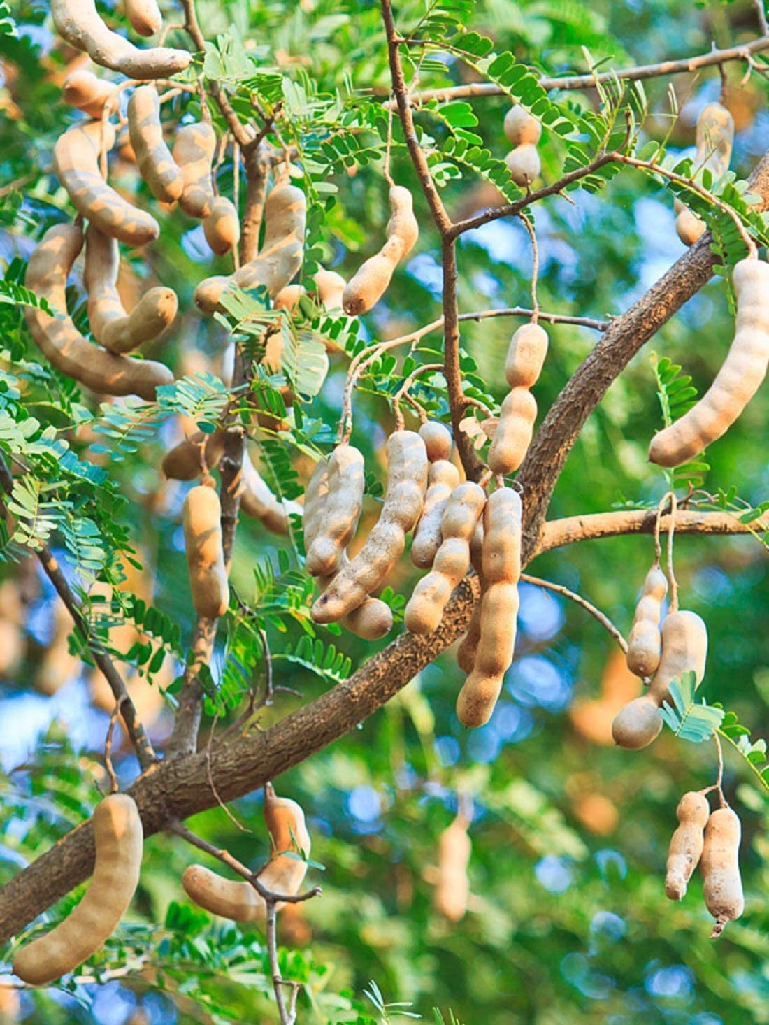 Brown Tamarind Seeds for Planting  Grow Your Own Tamarind Tree!
