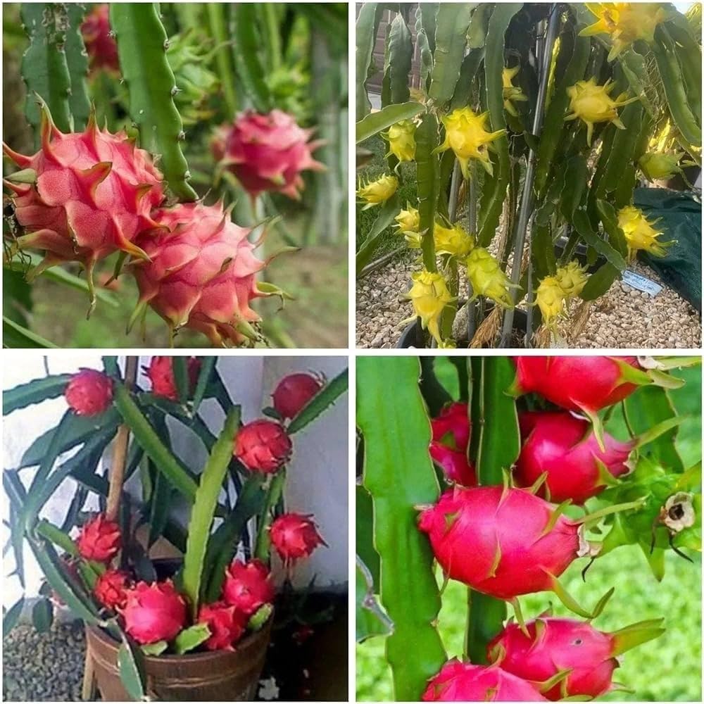 Dragon Fruit Seeds for Easy Planting