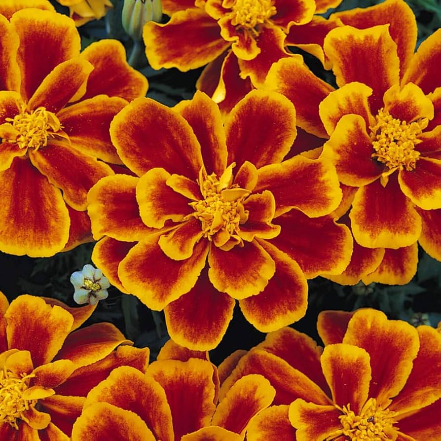 Tagetes Patula Nana Bolero Seeds for Planting - Ideal for Flower Bed & Home Garden