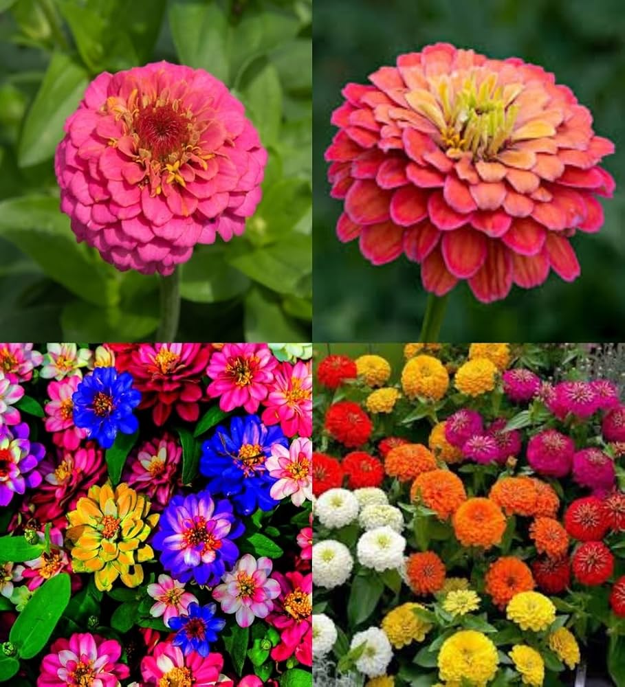 Mixed Oenothera Biennis Flower seeds for Planting - Cut Flower Favorite, Heirloom & GMO Free Seeds for Home Garden