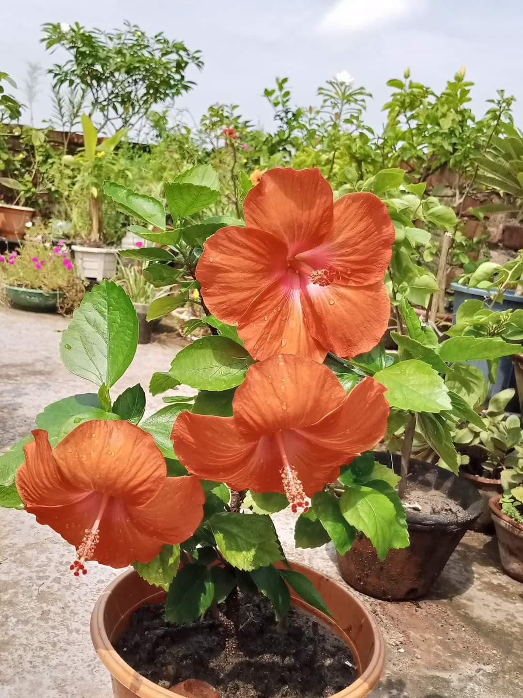 Orange Hibiscus Hibiscus rosa-sinensis Seeds for Planting for Flower Bed