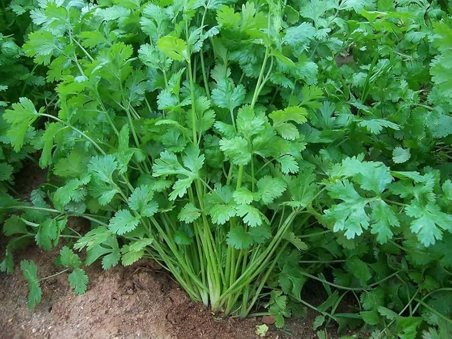 Green Coriander Seeds for Vegetable Planting
