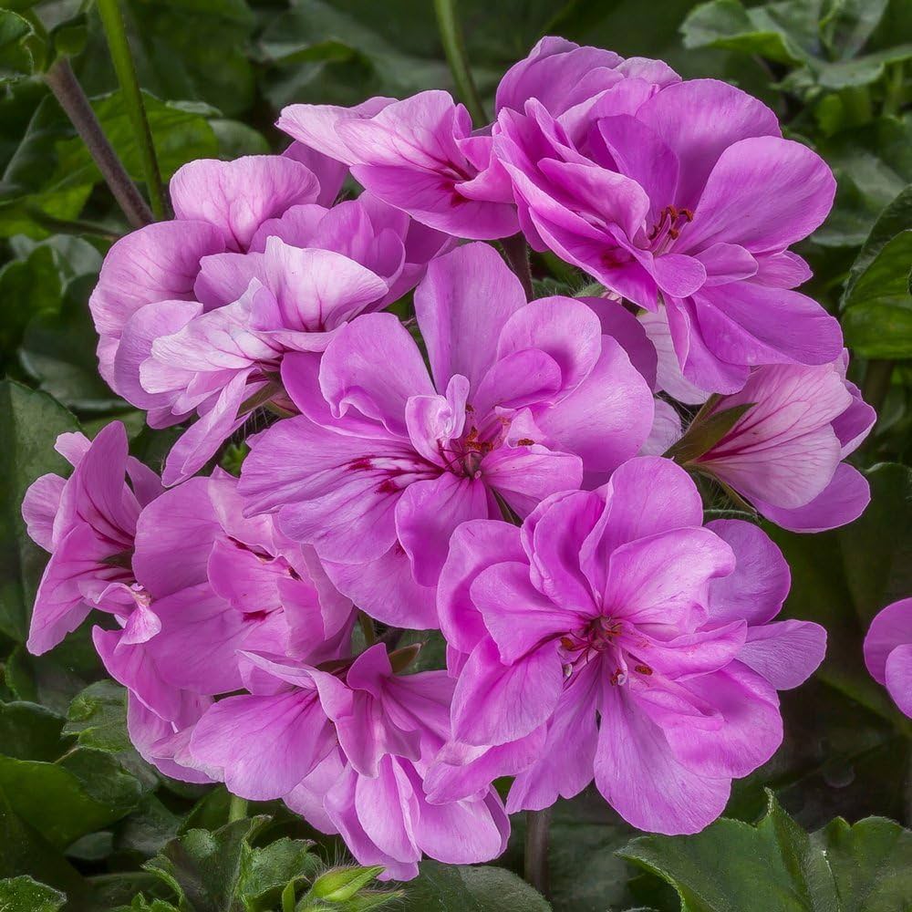 Purple Geranium Flower seeds for Planting - Cottage Garden Essential, Heirloom & GMO Free Seeds for Home Garden