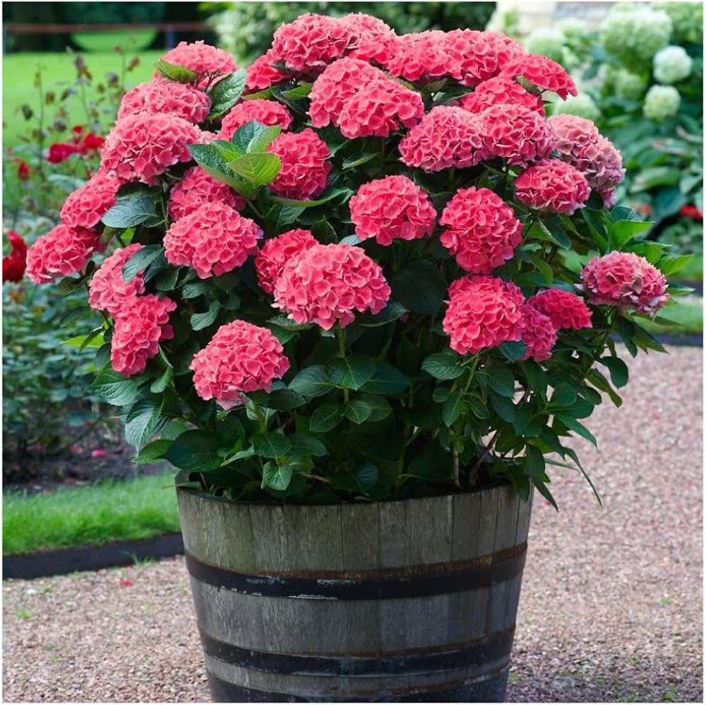 Green & Red Hydrangea Flower seeds for Planting - Easy to Grow, Heirloom & GMO Free Seeds for Home Garden