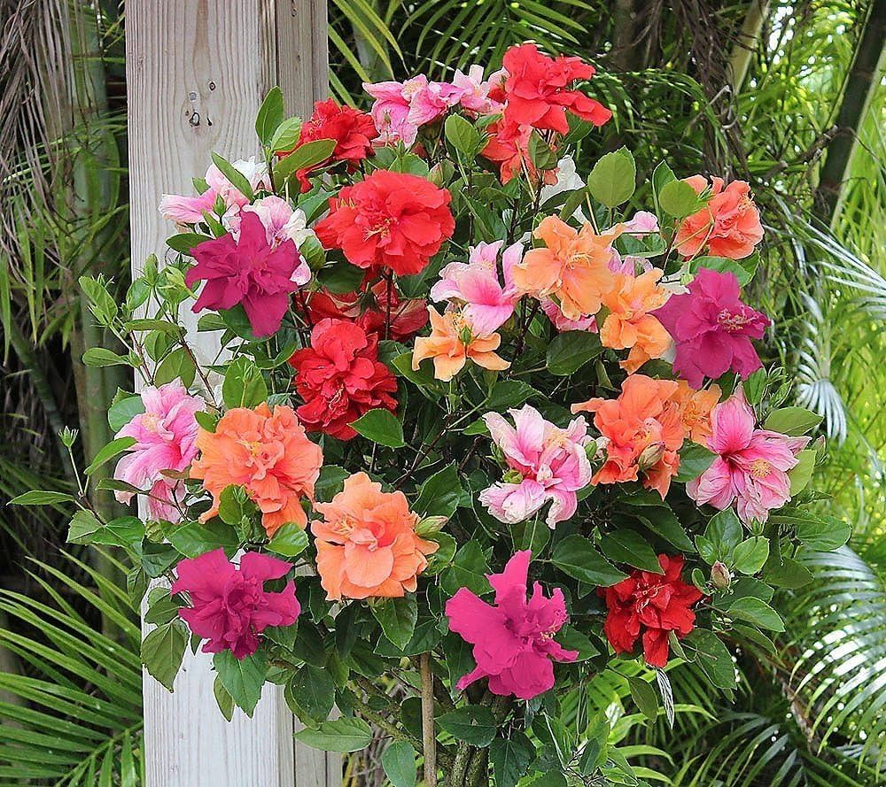 Hibiscus Flower seeds for Planting Premium Quality Heirloom & GMO Free Seeds for Home Garden