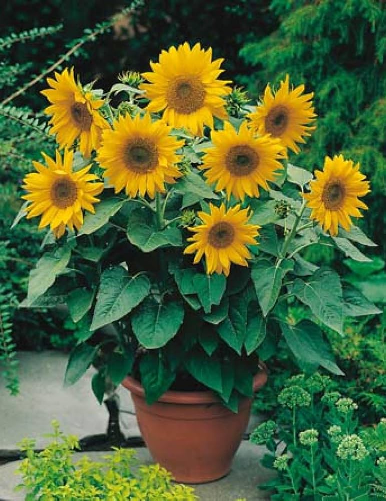 Dwarf Sunflower Seeds, Real Mini Helianthus Annus Seeds