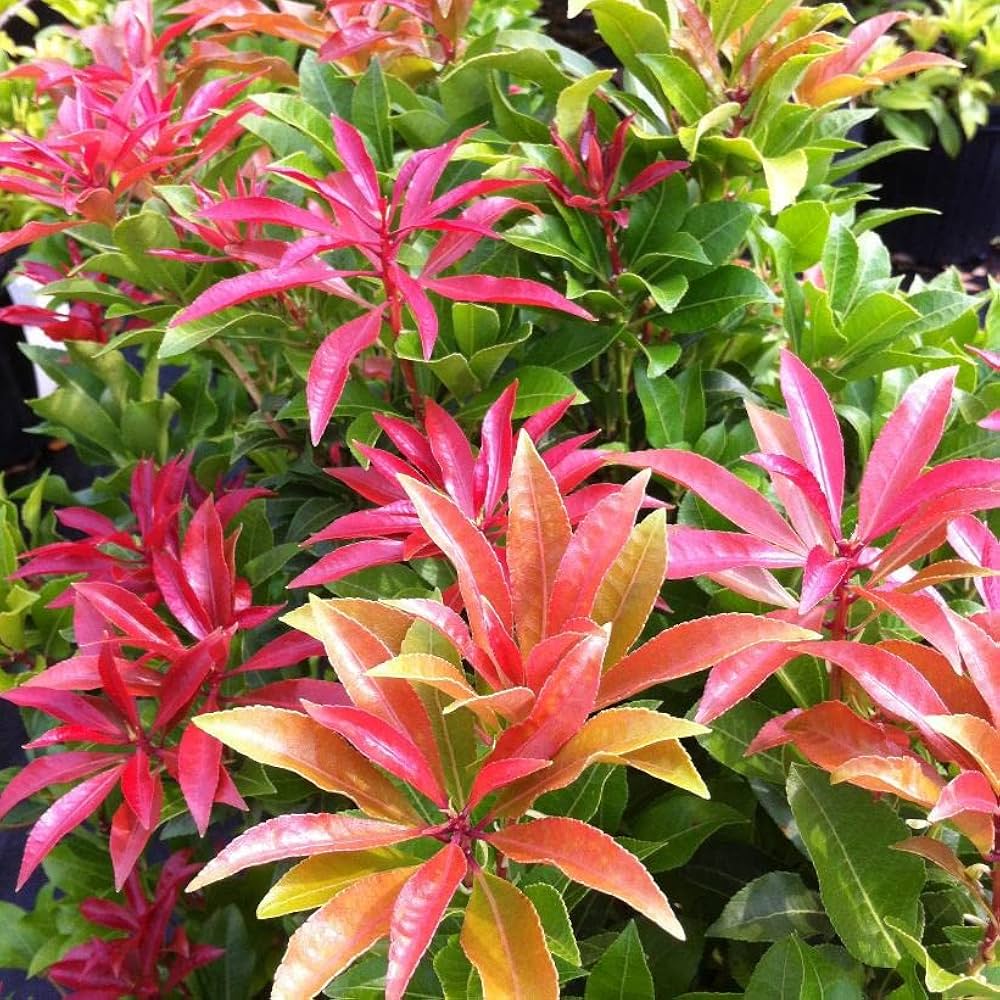 Red Photinia Flower seeds for Planting - Bright Blooms, Heirloom & GMO Free Seeds for Home Garden