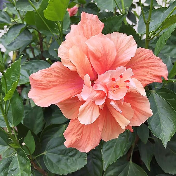 Orange Hibiscus Hibiscus rosa-sinensis Seeds for Planting in Flower Bed & Garden