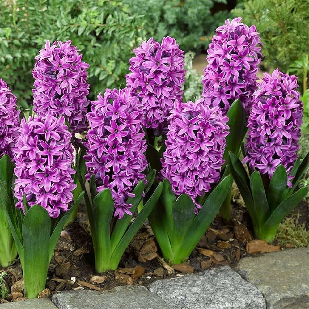 Lavender Hyacinth Flower seeds for Planting - Perfect for Borders, Heirloom & GMO Free Seeds for Home Garden