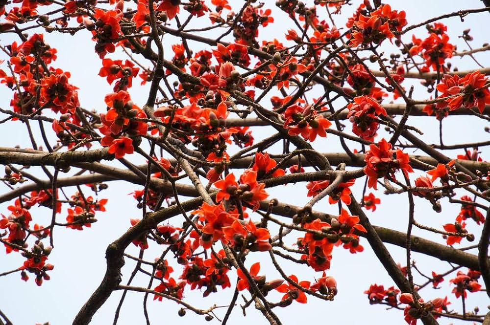 Ceiba Flower seeds for Planting - Shade Tolerant, Heirloom & GMO Free Seeds for Home Garden
