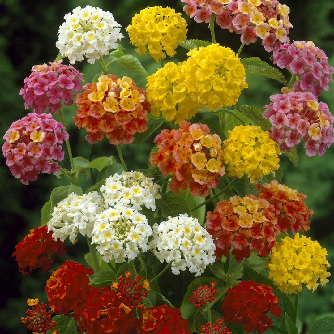 Lantana Flower Seeds for Planting Lantana Camara Mixed Colors for Borders
