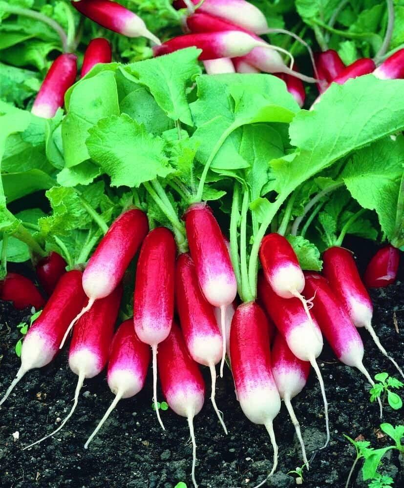 Radish Seeds for Planting - Vegetable Seeds