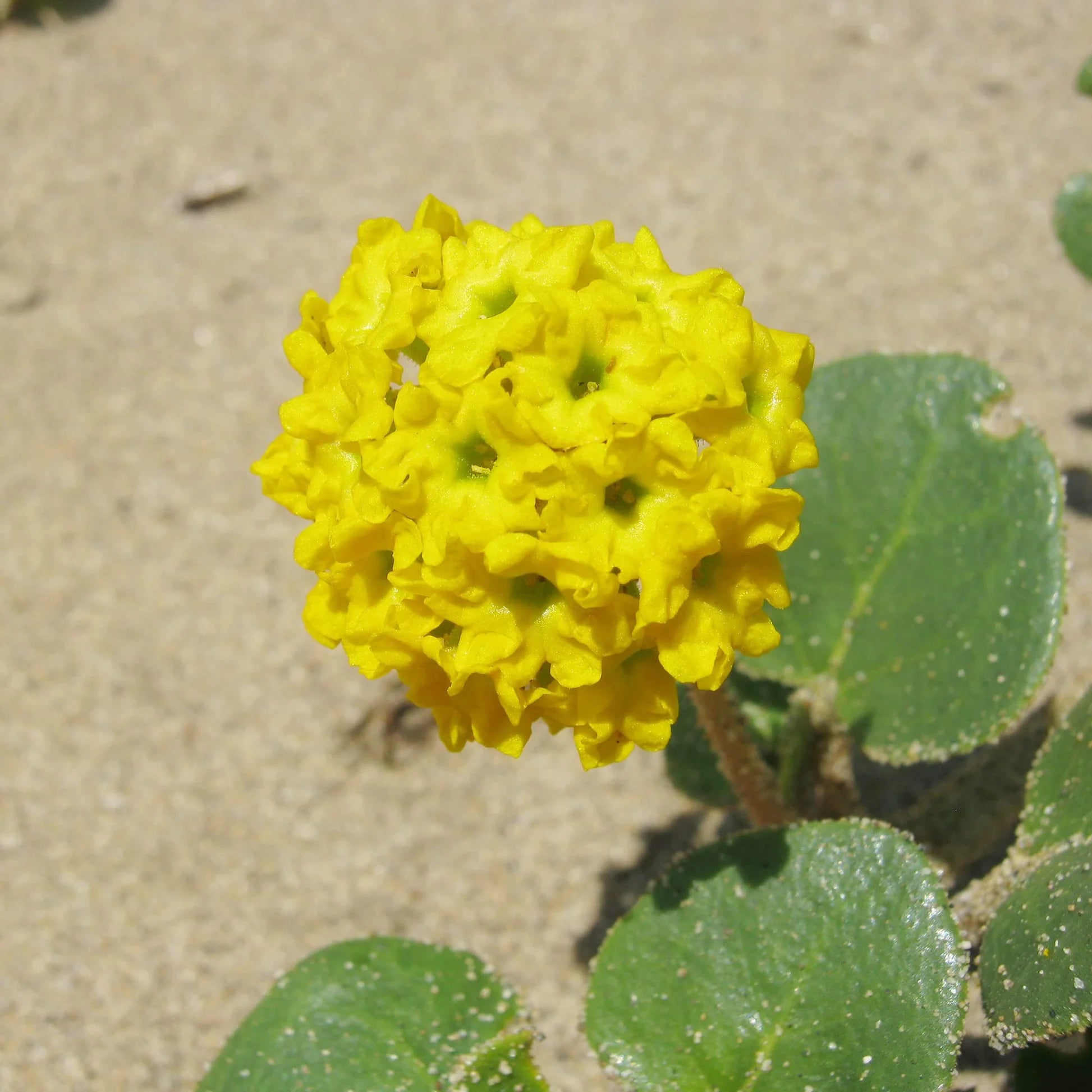 Yellow Verbena Didyma Flower seeds for Planting - Compact Growth, Heirloom & GMO Free Seeds for Home Garden
