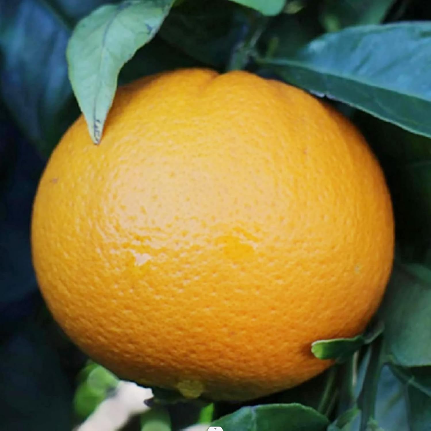 Washington Navel Orange Seeds Exceptional Sweetness Seedlessness And Easy-To-Peel Skin Juicy Tender
