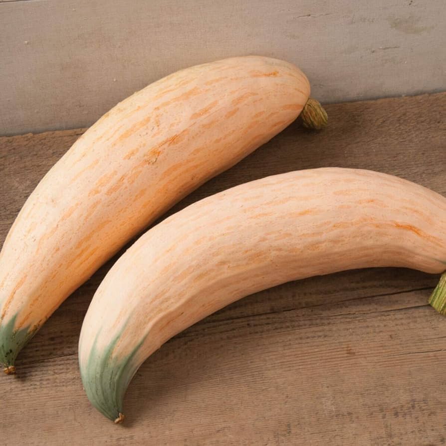 Evergrowseeds Candy Roaster Squash seeds for planting, Cucurbita maxima vegetable seeds in a 20-pack, ready for garden cultivation.