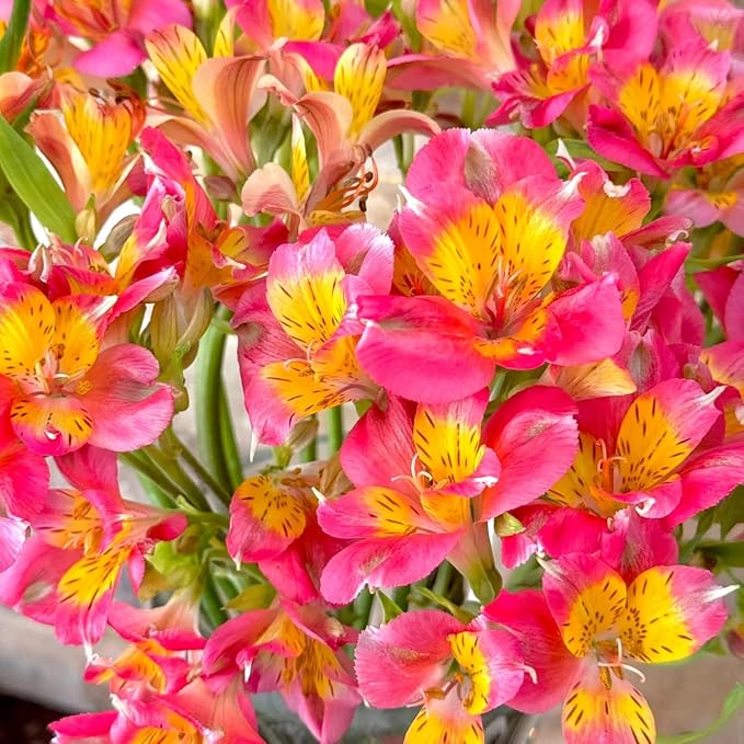 Peruvian Lily Alstroemeria spp. Flower Seeds for Planting in Flower Bed