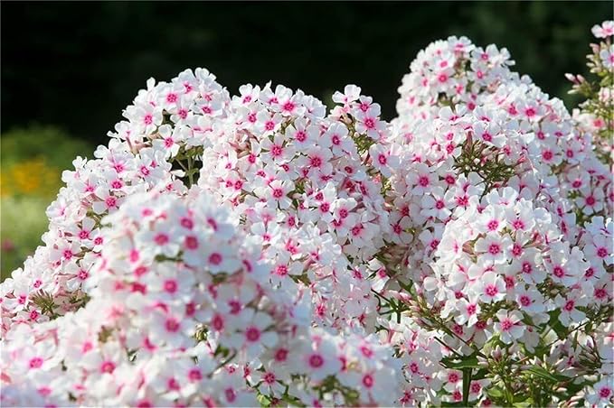 Phlox Phlox paniculata Seeds for Planting in Flower Bed & Garden
