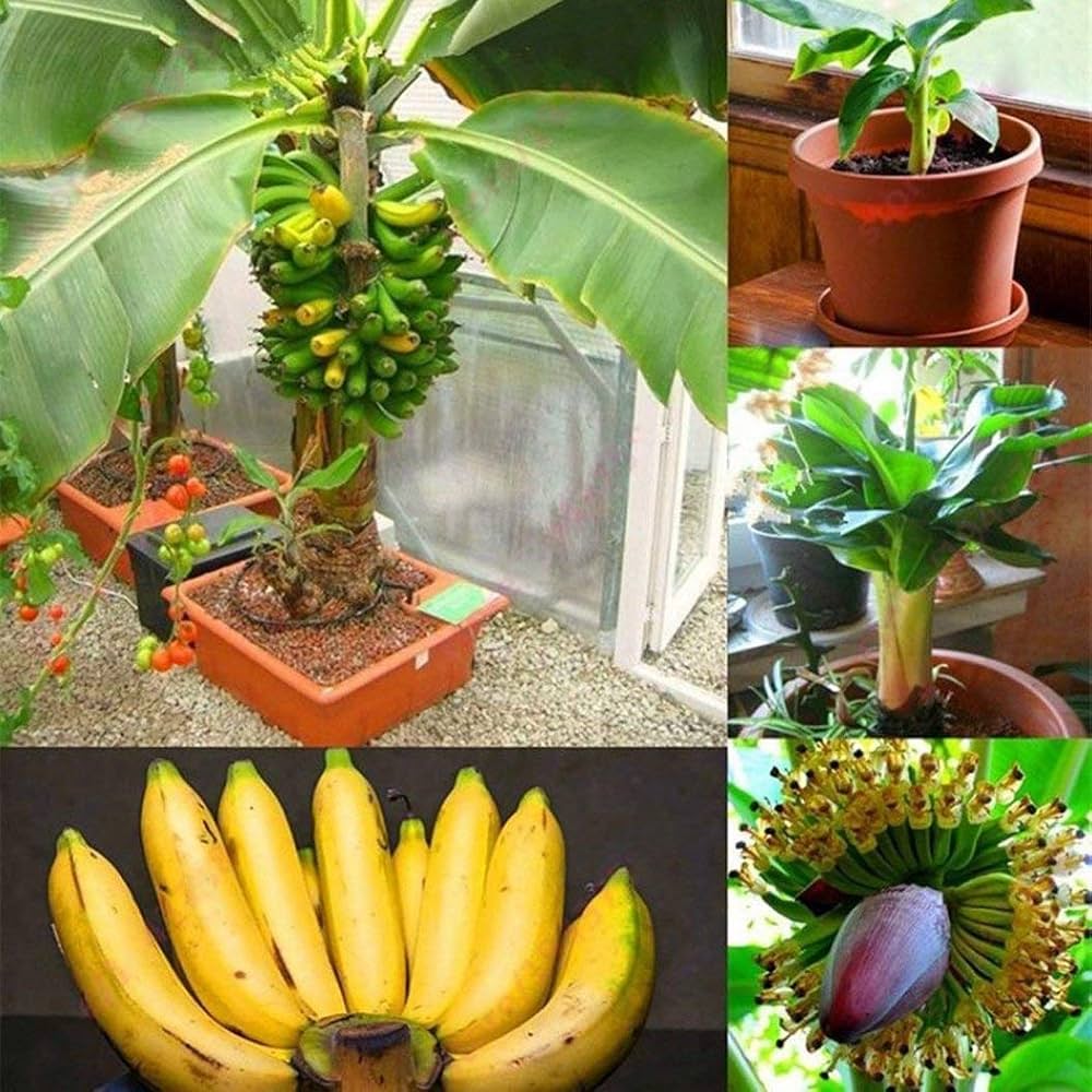Snow Banana Musa spp. Seeds for Planting in Tropical Garden