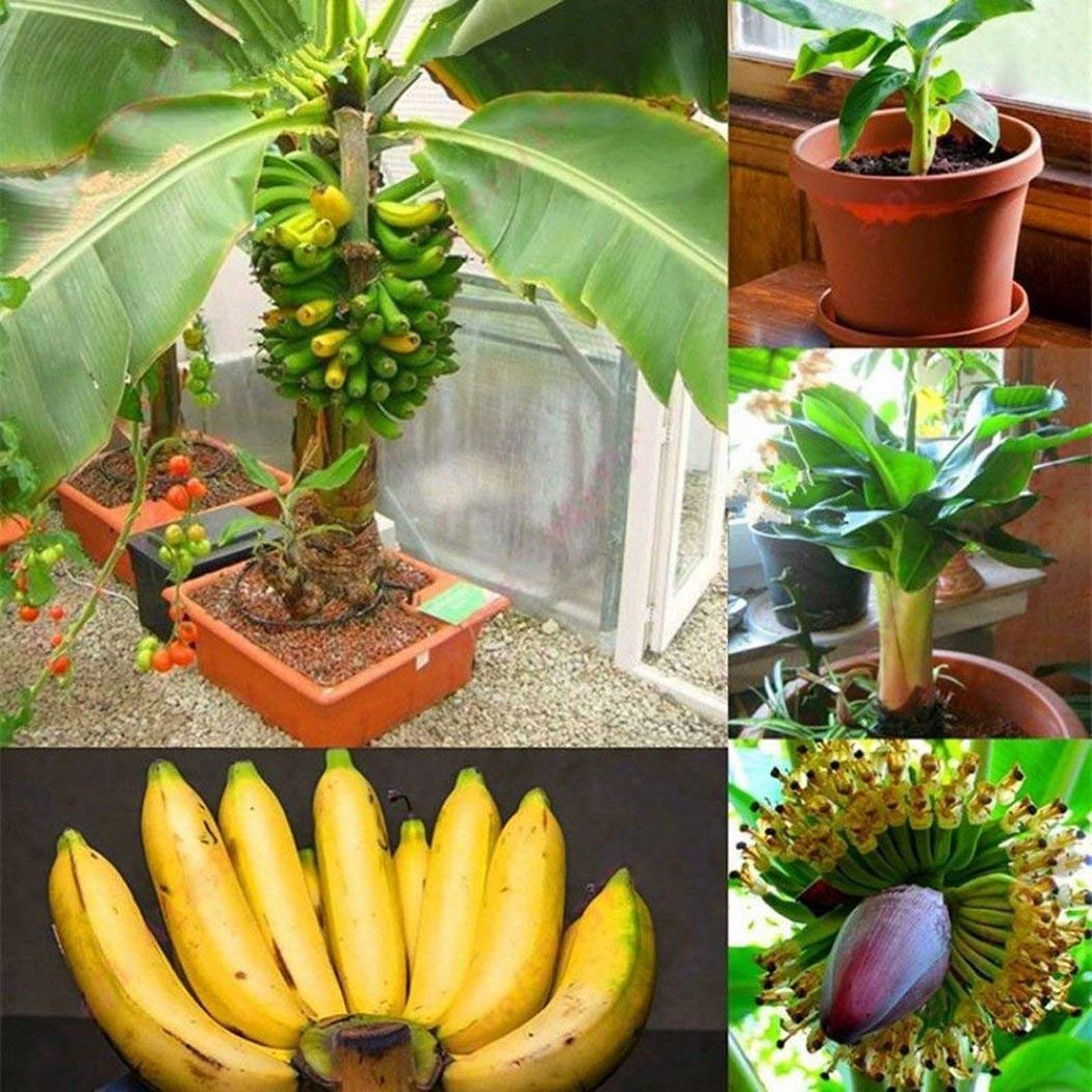 Banana Seeds for Planting tropical garden