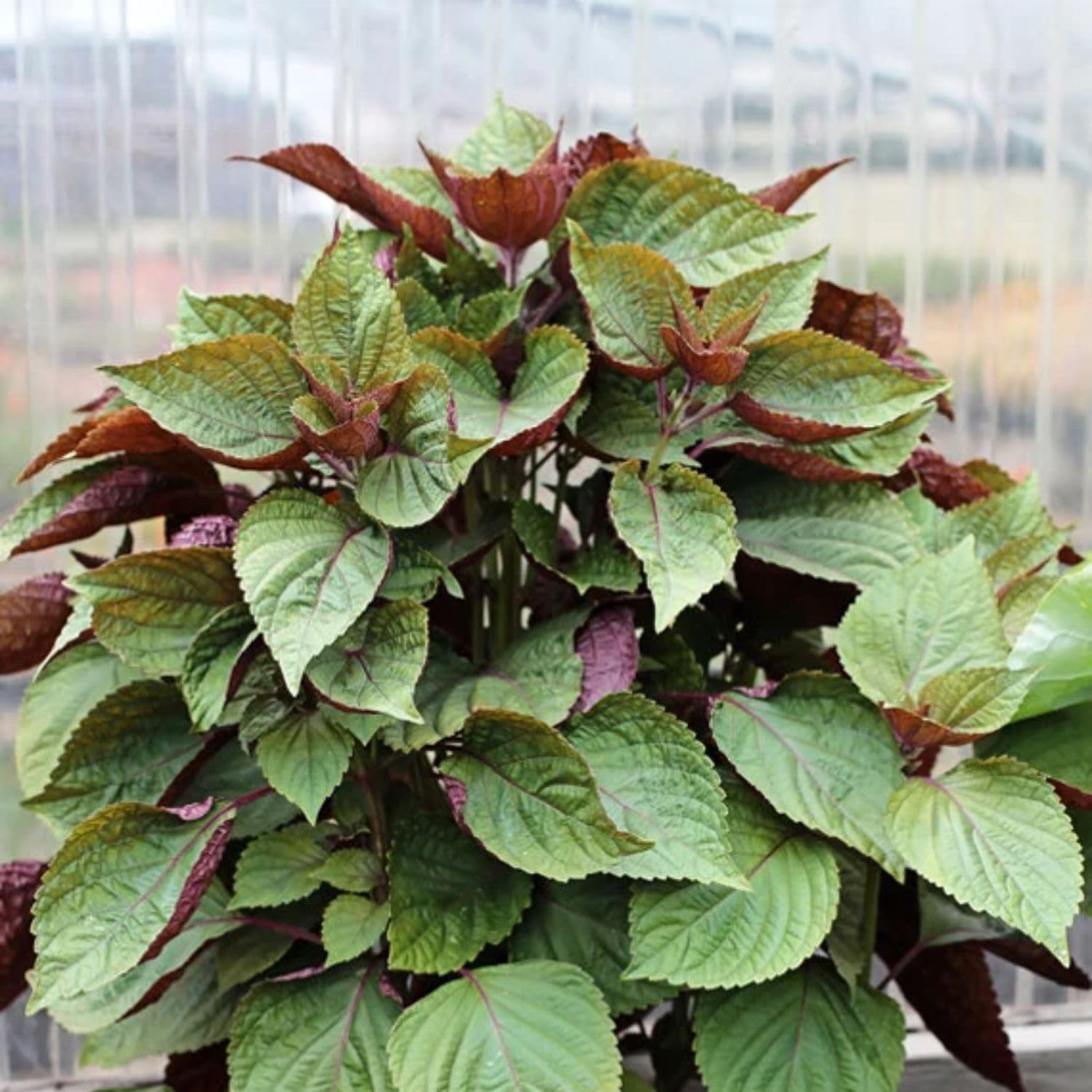 Perilla Frutescens Seeds for Planting - Great for Herb Garden & Vegetable Patch - Evergrowseeds