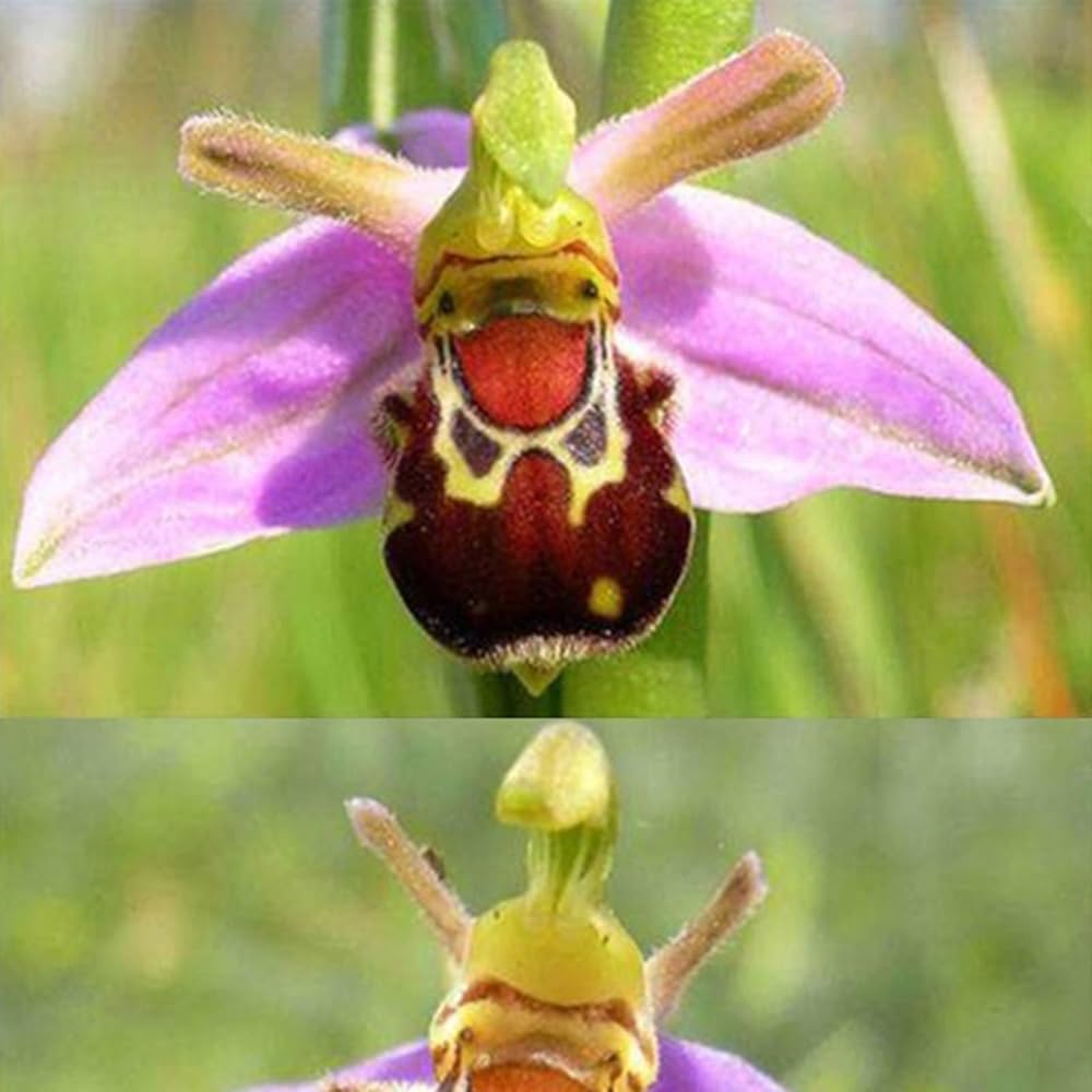 Bee Orchid Ophrys apifera Flower Seeds for Planting
