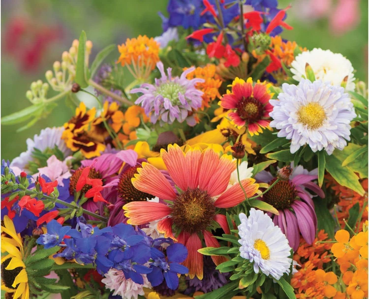 Mixed Butterflies Wildflower Seeds for Pollinator Gardens