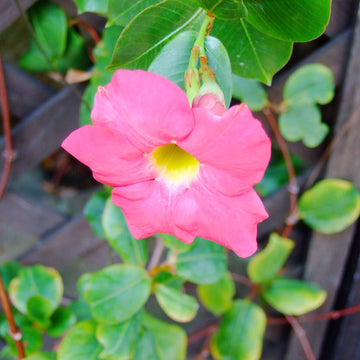 Mandevilla Sanderi Seeds for Planting - Ideal for Flower Bed & Urban Garden