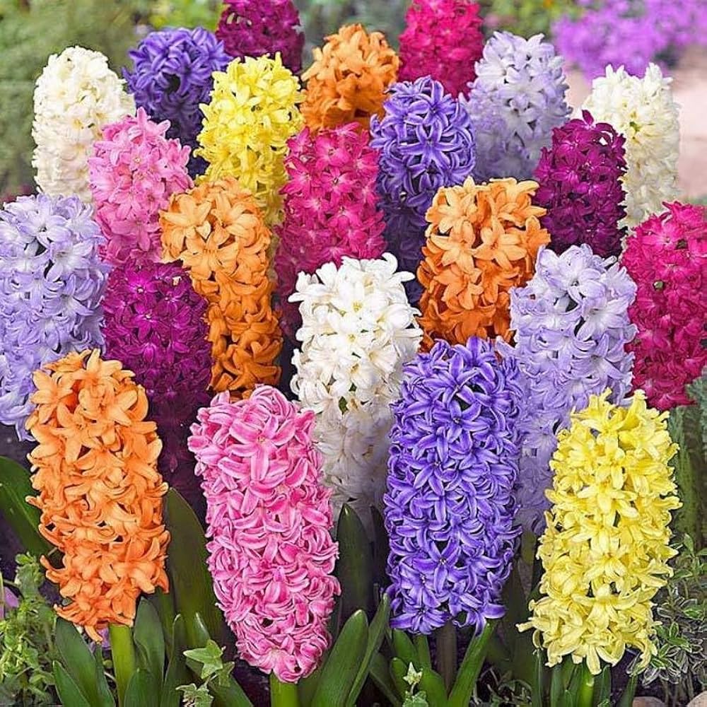 Mixed Hyacinth Hyacinthus orientalis Seeds for Planting