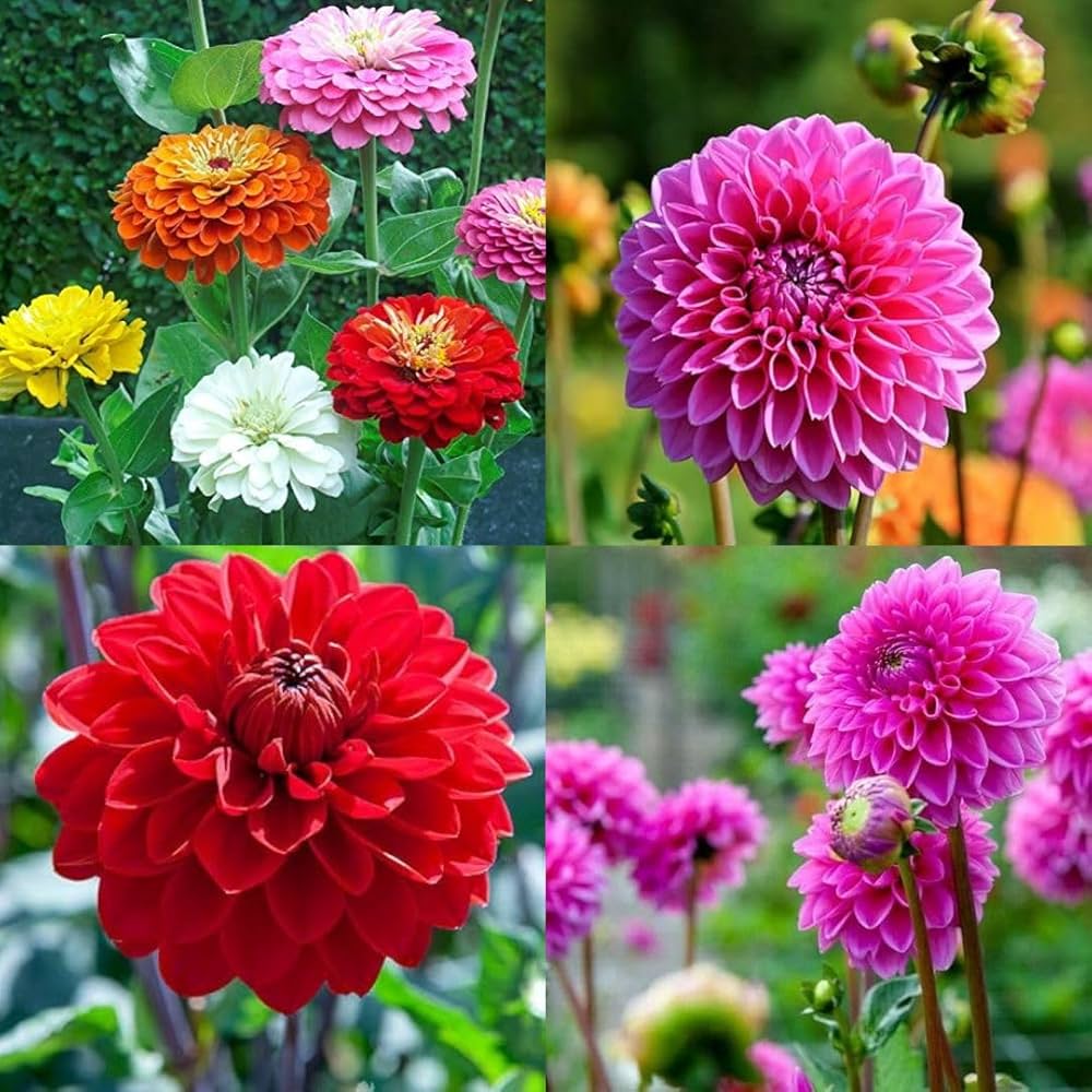 MultiColor Dahlia Flower Seeds for Planting Long Bloom Season Heirloom & GMO Free Seeds for Home Garden
 
 Sale