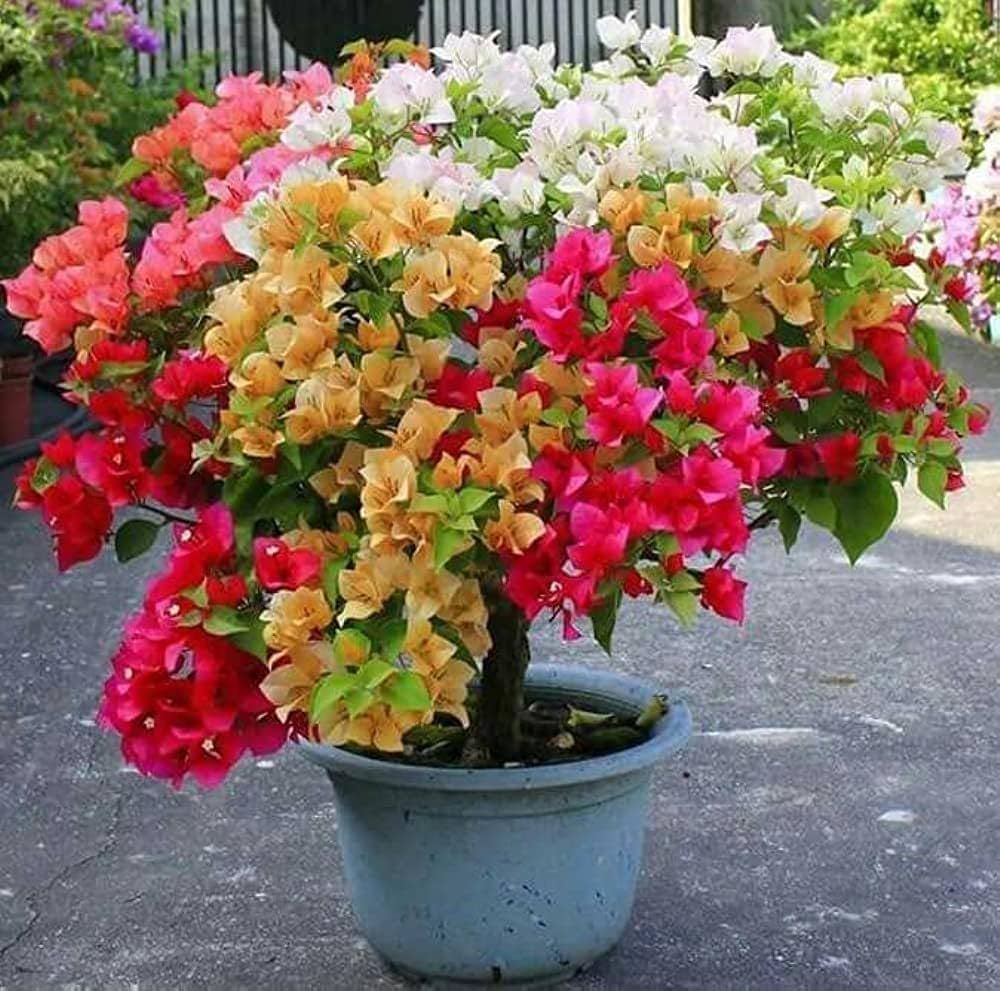 Bougainvillea Seeds for Planting Bougainvillea glabra for warm gardens and flower walls