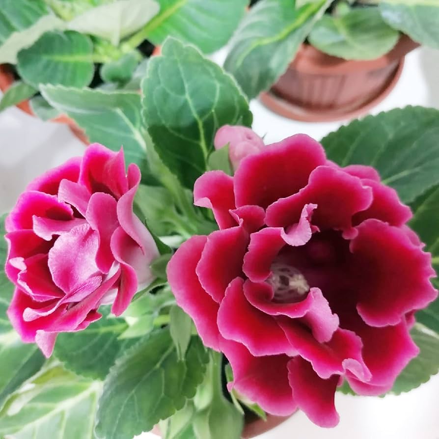Gloxinia Sinningia speciosa Flower Seeds for Planting in Indoor Garden and Container