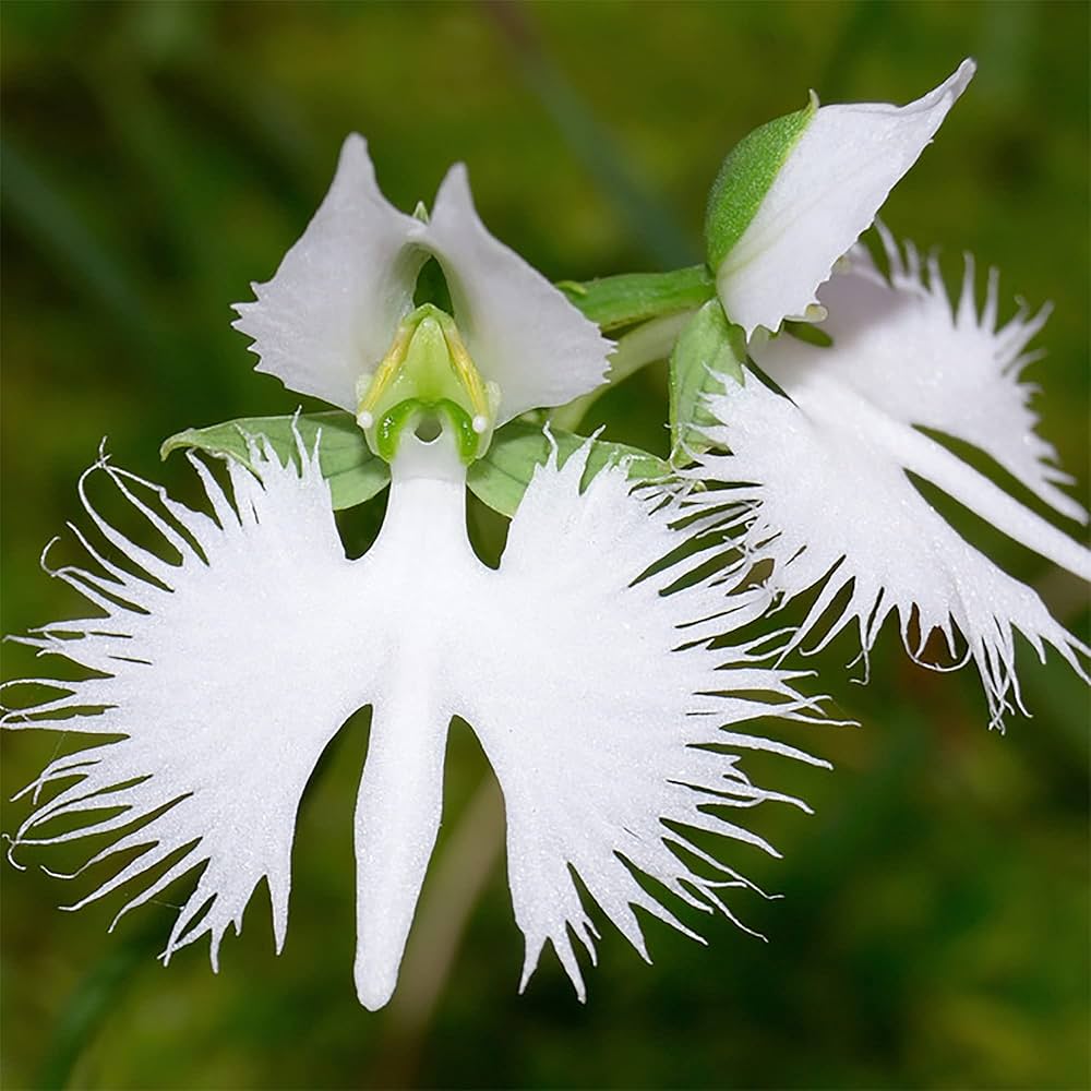 Egret Orchid Flower seeds for Planting - Garden Favorite, Heirloom & GMO Free Seeds for Home Garden