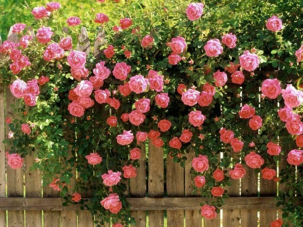 Climbing Rose Seeds for Planting Rosa multiflora for arbors and vertical gardens