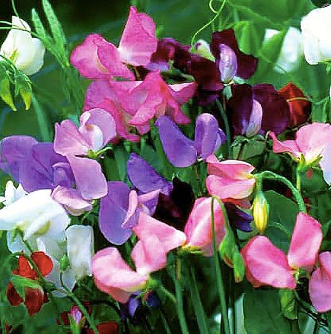 Mammoth Wahl Mix Sweet Pea Seeds for Fragrant Garden Flowers