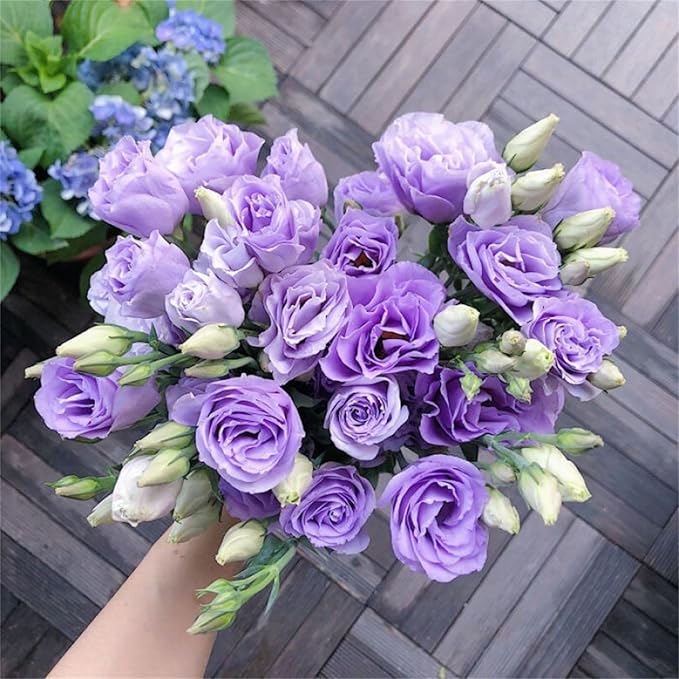 Eustoma Perennial Flowering Plants, Potted Lisianthus Seeds