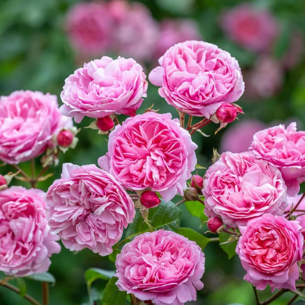 Heirloom Damask Rose Flower seeds for Planting - Bright Blooms, Heirloom & GMO Free Seeds for Home Garden