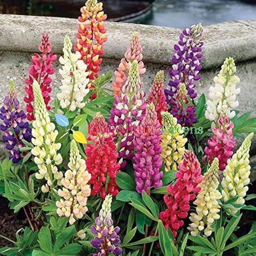 Light Pink Lupine Flower seeds for Planting - Drought Tolerant, Heirloom & GMO Free Seeds for Home Garden