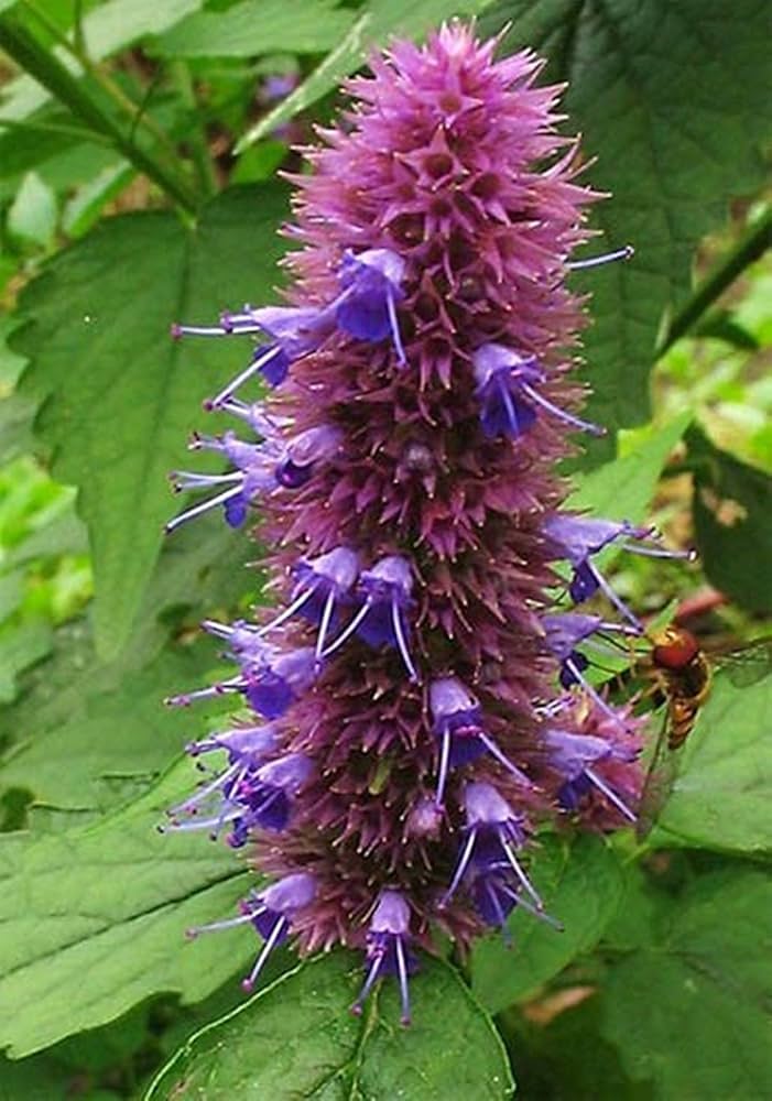 Lophantus Seeds for planting in flower bed