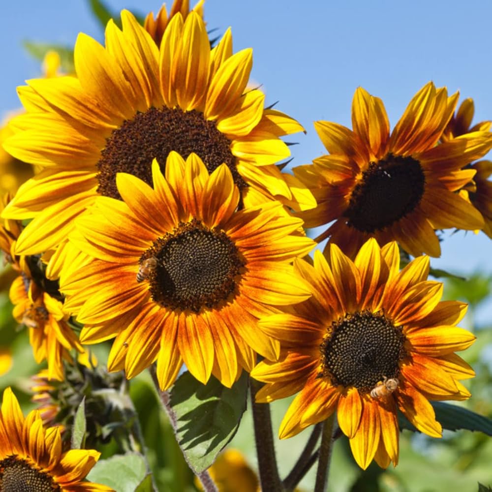 Oxeye Sunflower Seeds Heliopsis helianthoides for Planting in Flower Bed