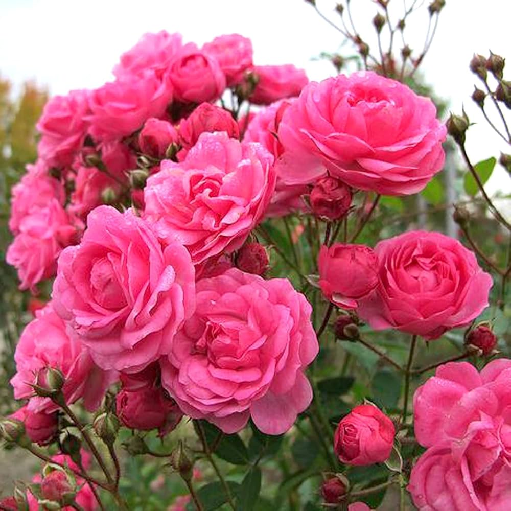 Polyantha Rose Rosa spp. Seeds for Planting - Ideal for Flower Bed & Home Garden